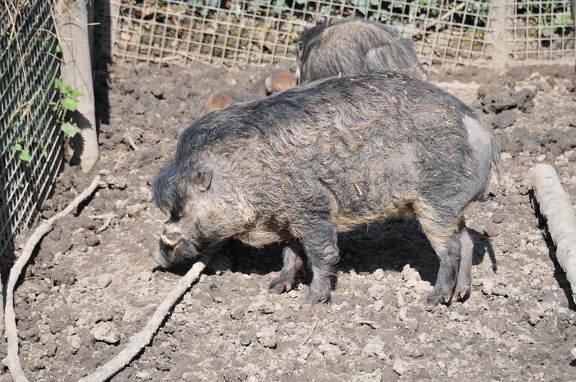 DSC 0540